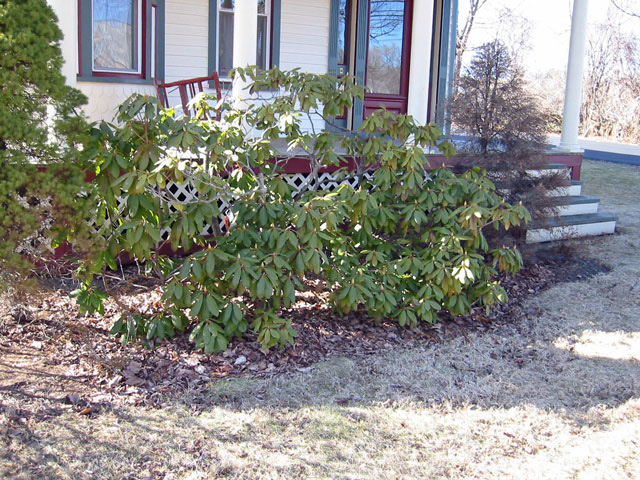Thumbnail of the old plantbed adjacent to the Civale Chiropractic office