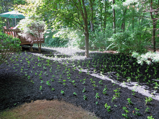 Thumbnail of installation progress of new ground cover
