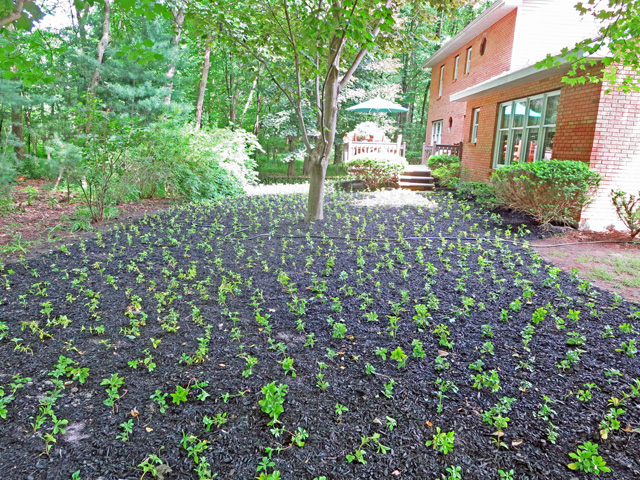 Thumbnail of installation progress of new ground cover