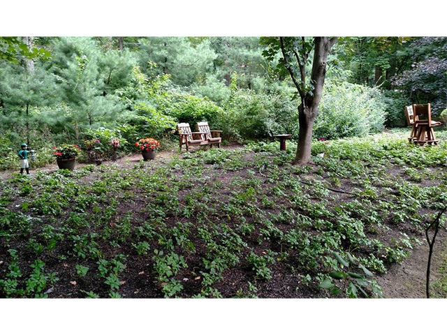 Thumbnail of installation progress of new ground cover