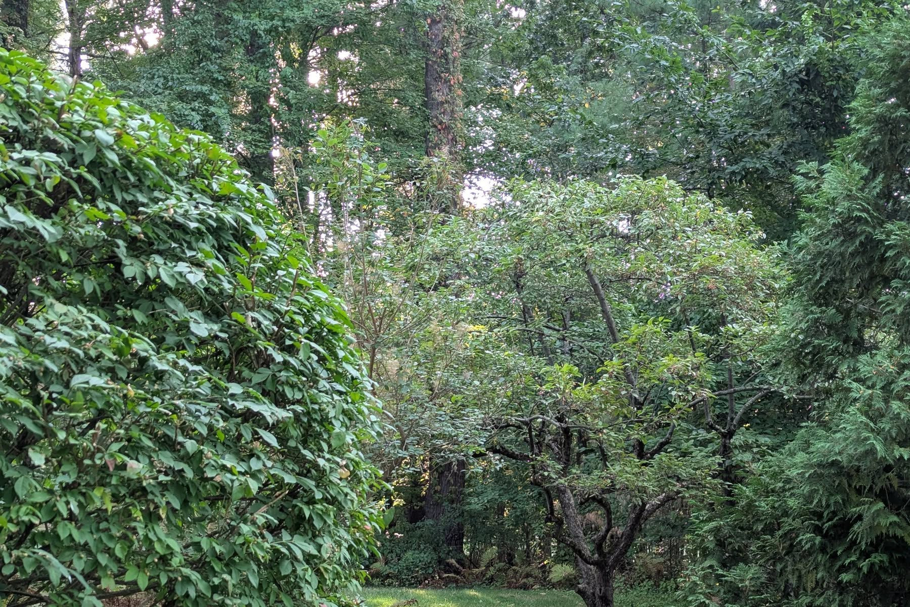 Thumbmnail image of a freshly mowed lawn, removed weeds, and fresh mulch