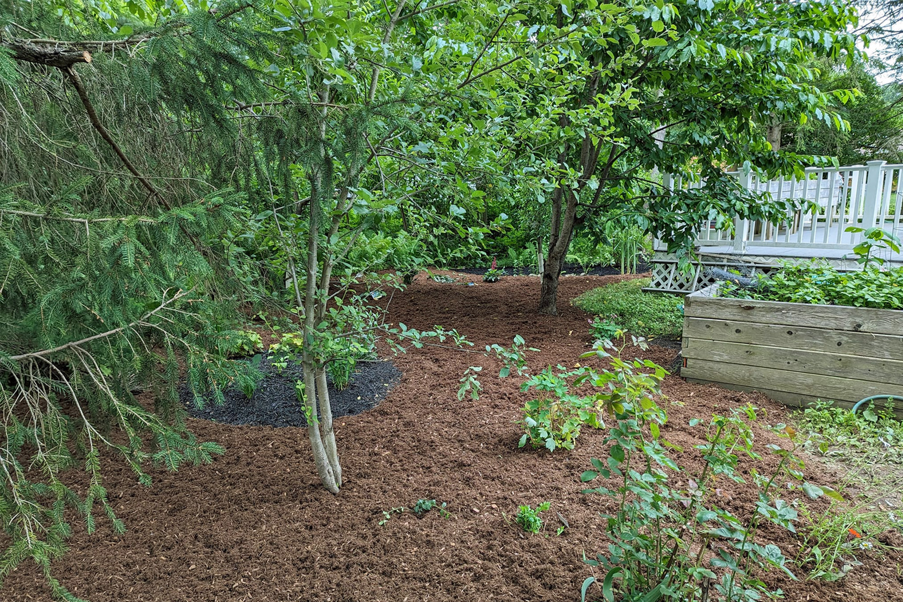 Thumbnail of freshly weeded and mulched plant bed and stone seating area in front of the house