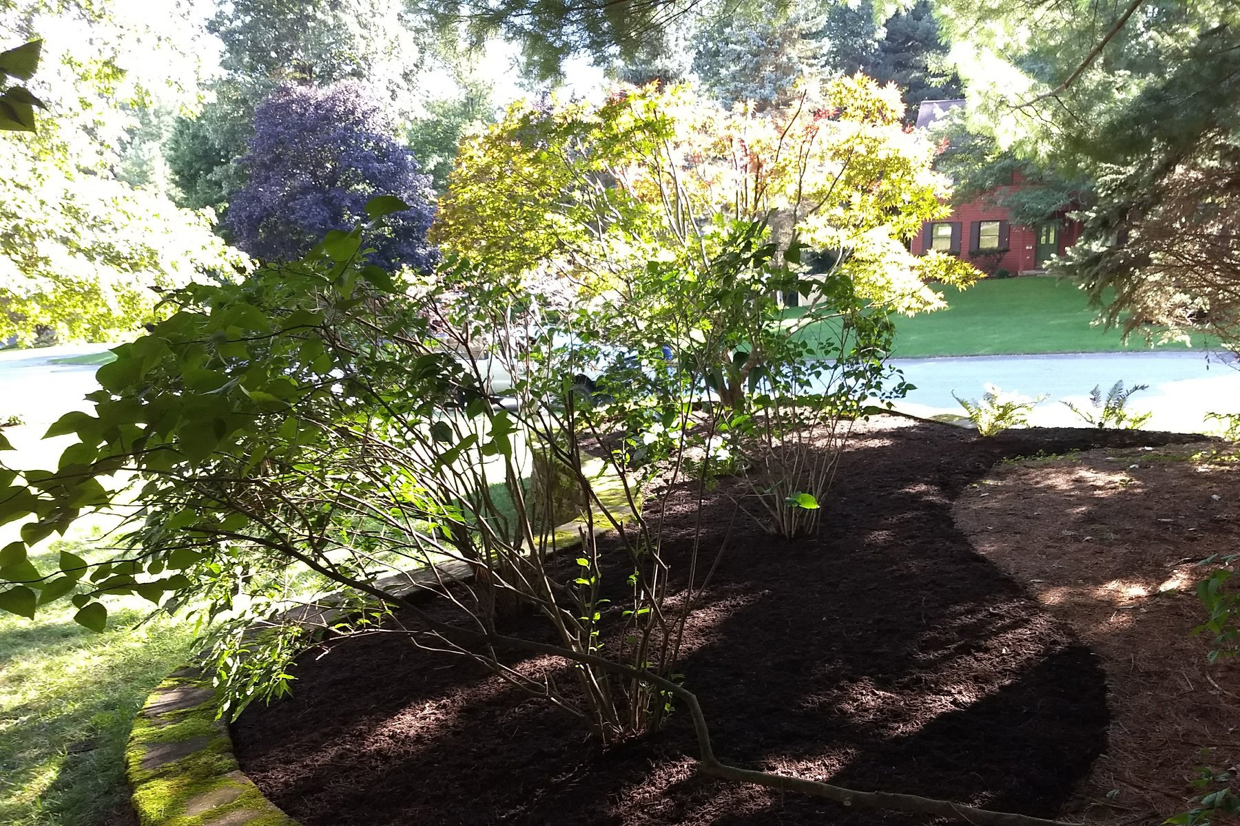 Thumbnail of the backside of a freshly weeded and mulched plant bed