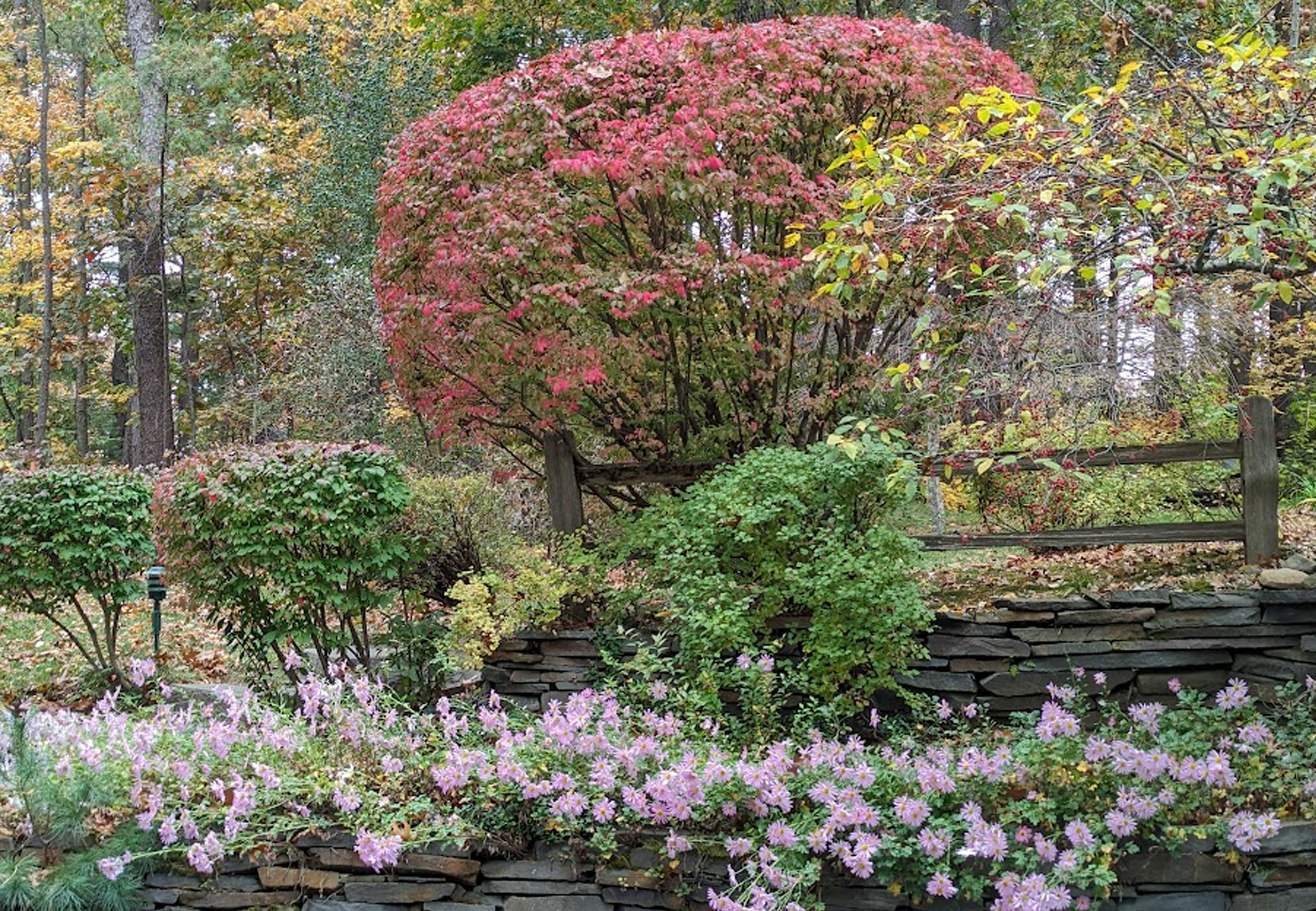 Tree with an American flag