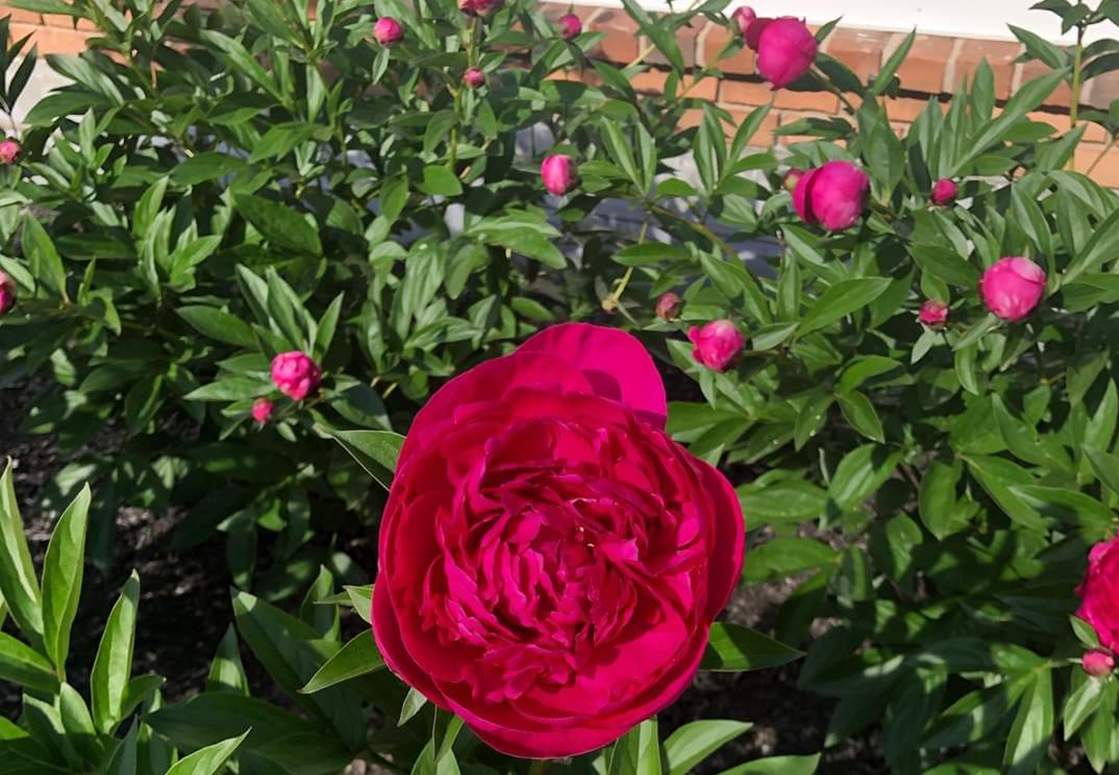 Close-up of a ruby red peony